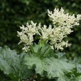 Kako jesti rabarbaru: listove i stabljike